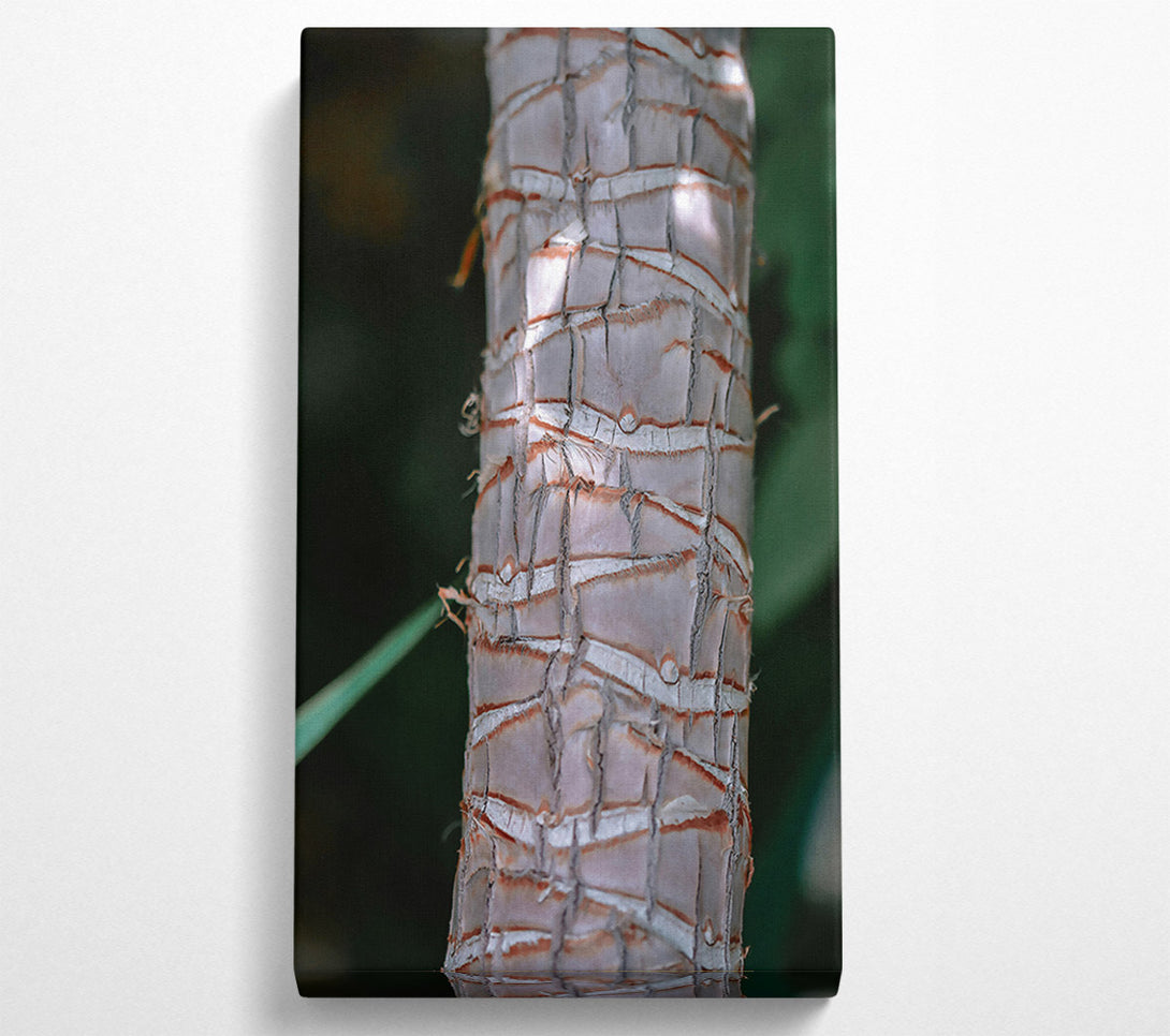  A Canvas Print of The Grey Bark Canvas Art