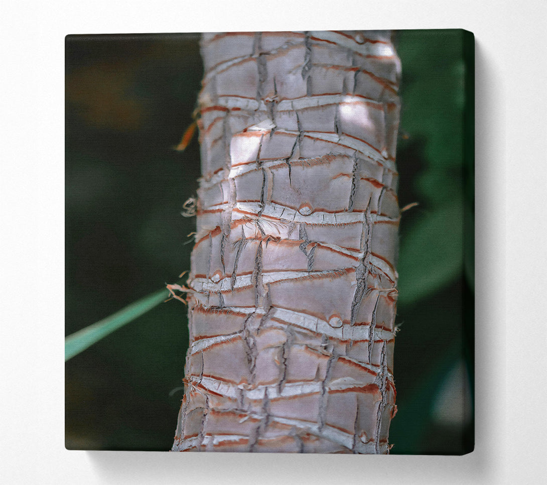  A Canvas Print of The Grey Bark Canvas Art