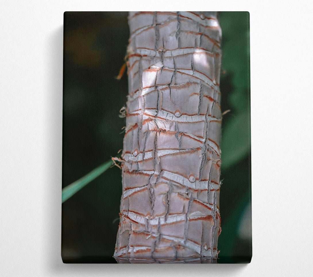  A Canvas Print of The Grey Bark Canvas Art