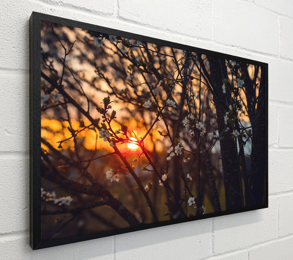 Orange Sunset Bloom