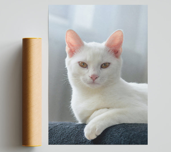 White Cat Resting Giclee Print