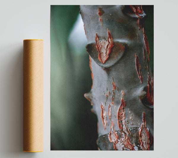 Red And Grey Bark Poster