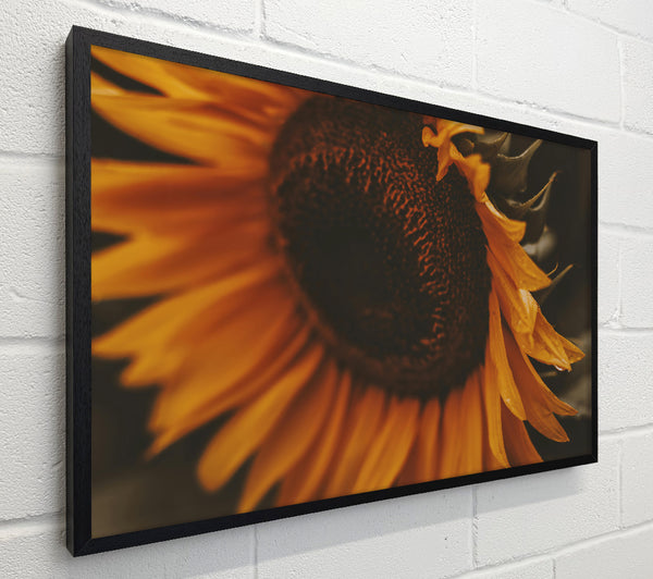 Golden Sunset Bloom