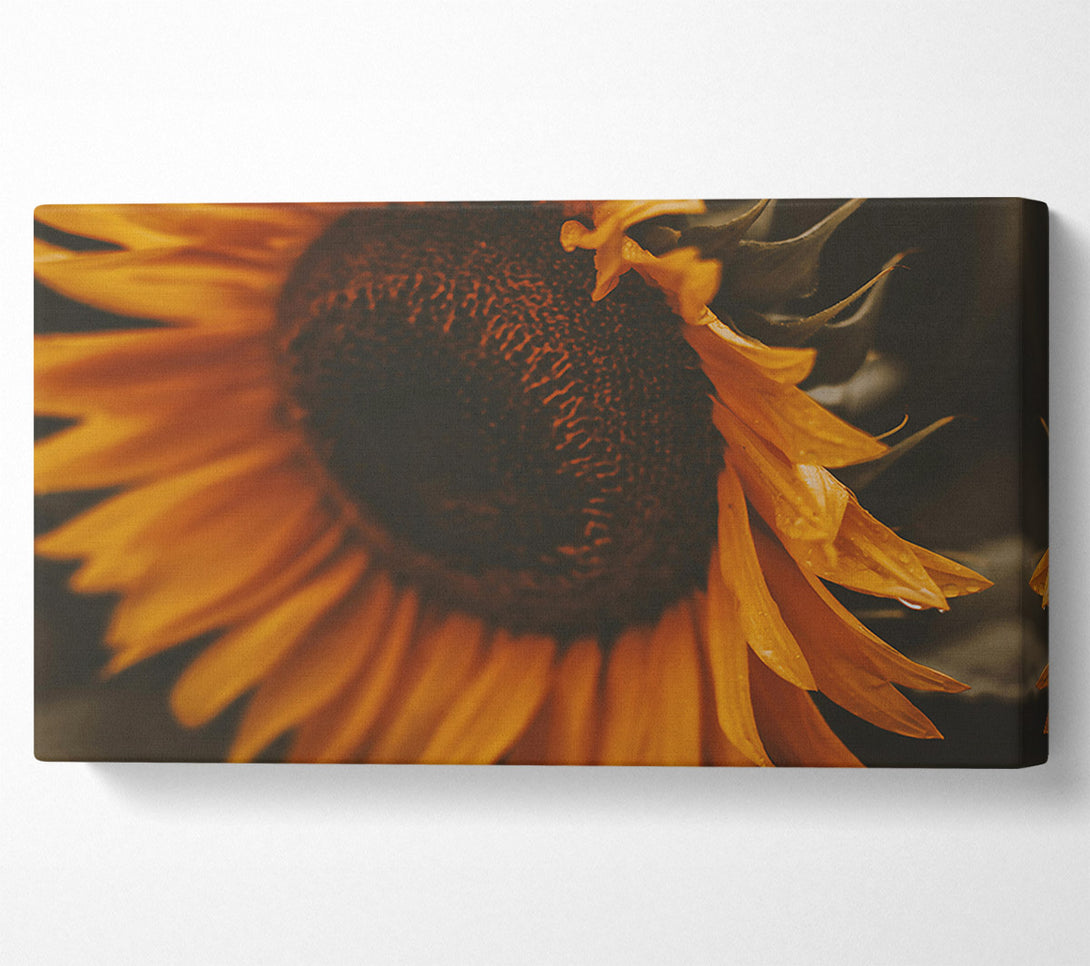  A Canvas Print of Golden Sunset Bloom Canvas Wall Art