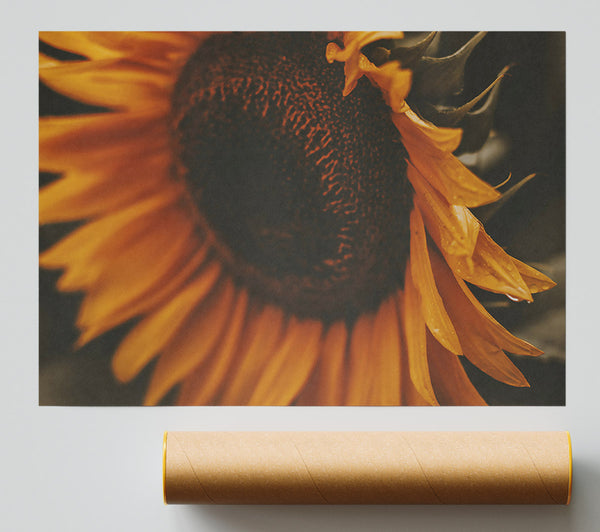 Golden Sunset Bloom Giclee Print