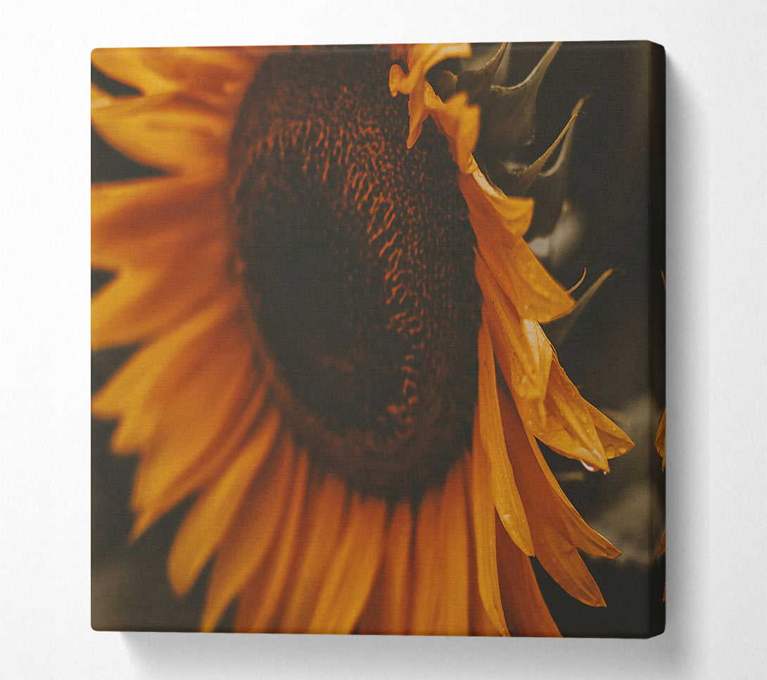  A Canvas Print of Golden Sunset Bloom Canvas Wall Art