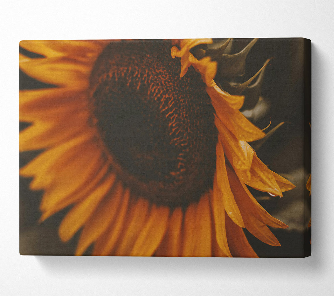  A Canvas Print of Golden Sunset Bloom Canvas Wall Art