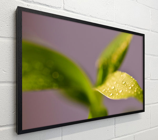 Golden Dew Drops