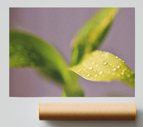 Golden Dew Drops Print