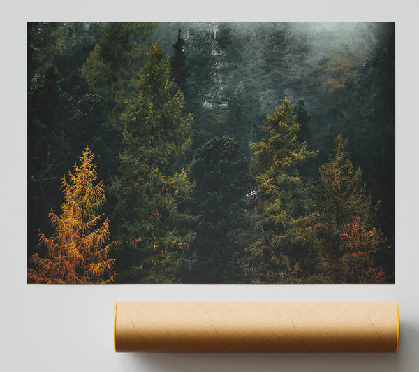 Golden Pines In Mist Print