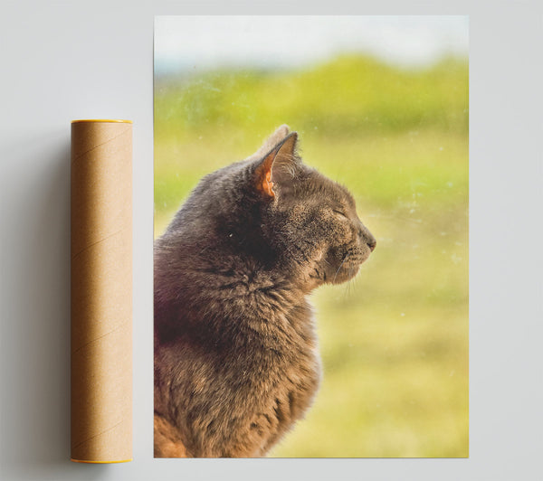 Gray Cat Dreams Print