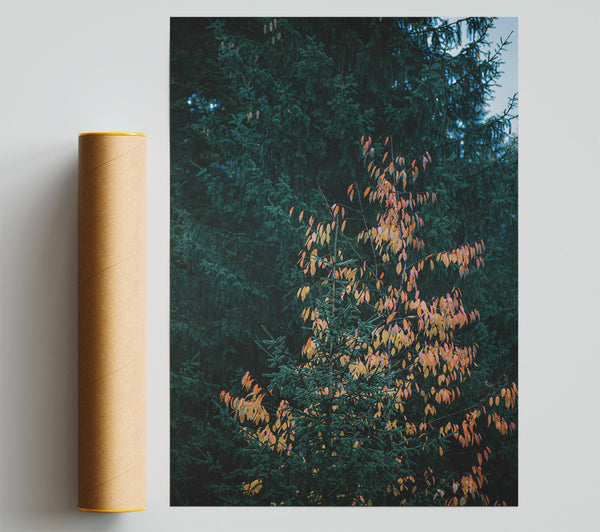 Golden Pine Dreams Giclee Print