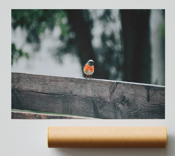 Red Bird On Wood Giclee Print