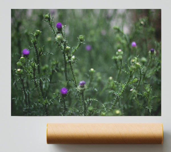 Purple Thistle Field Print