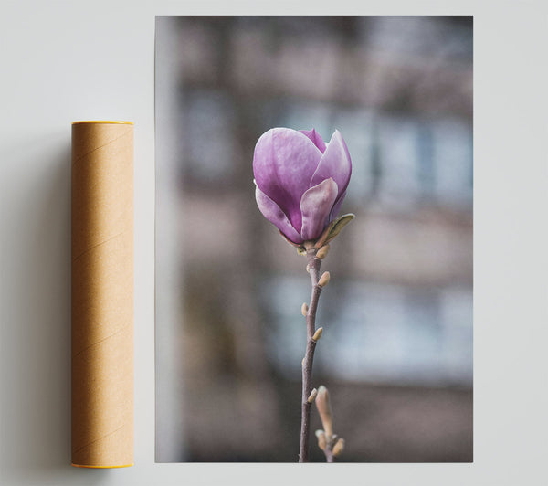 Purple Magnolia Bloom Print