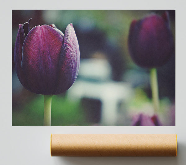 Purple Bloom Budding Print