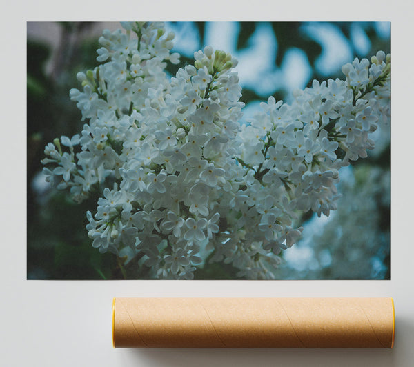White Lilac Bloom Poster