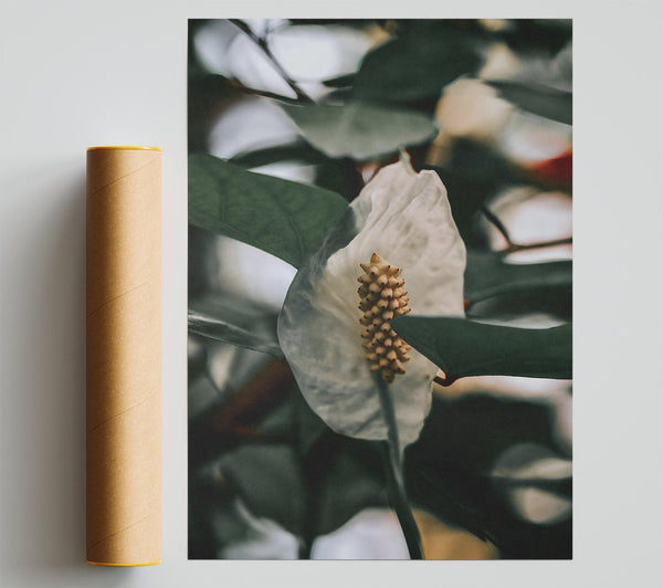 White Bloom In Shadows Print