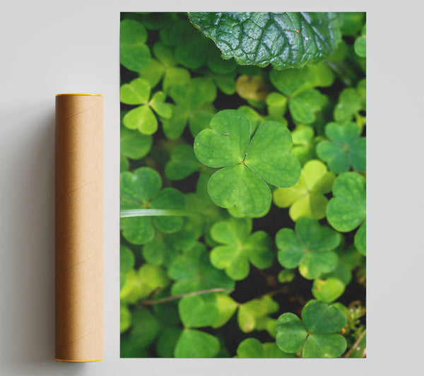 Emerald Clover Bloom Poster