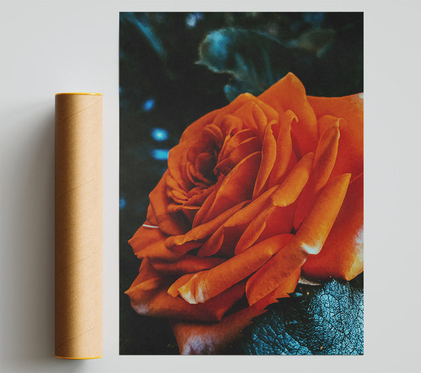 Copper Rose Unfurling Giclee Print