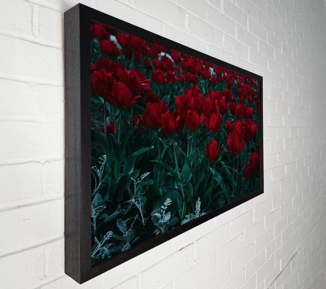  A Canvas Print of Crimson Tulip Field Canvas Art