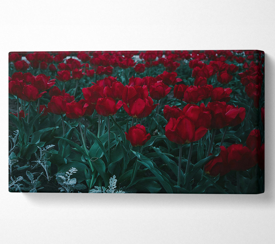  A Canvas Print of Crimson Tulip Field Canvas Art