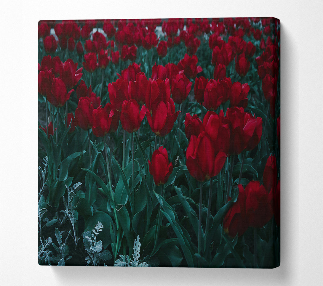  A Canvas Print of Crimson Tulip Field Canvas Art