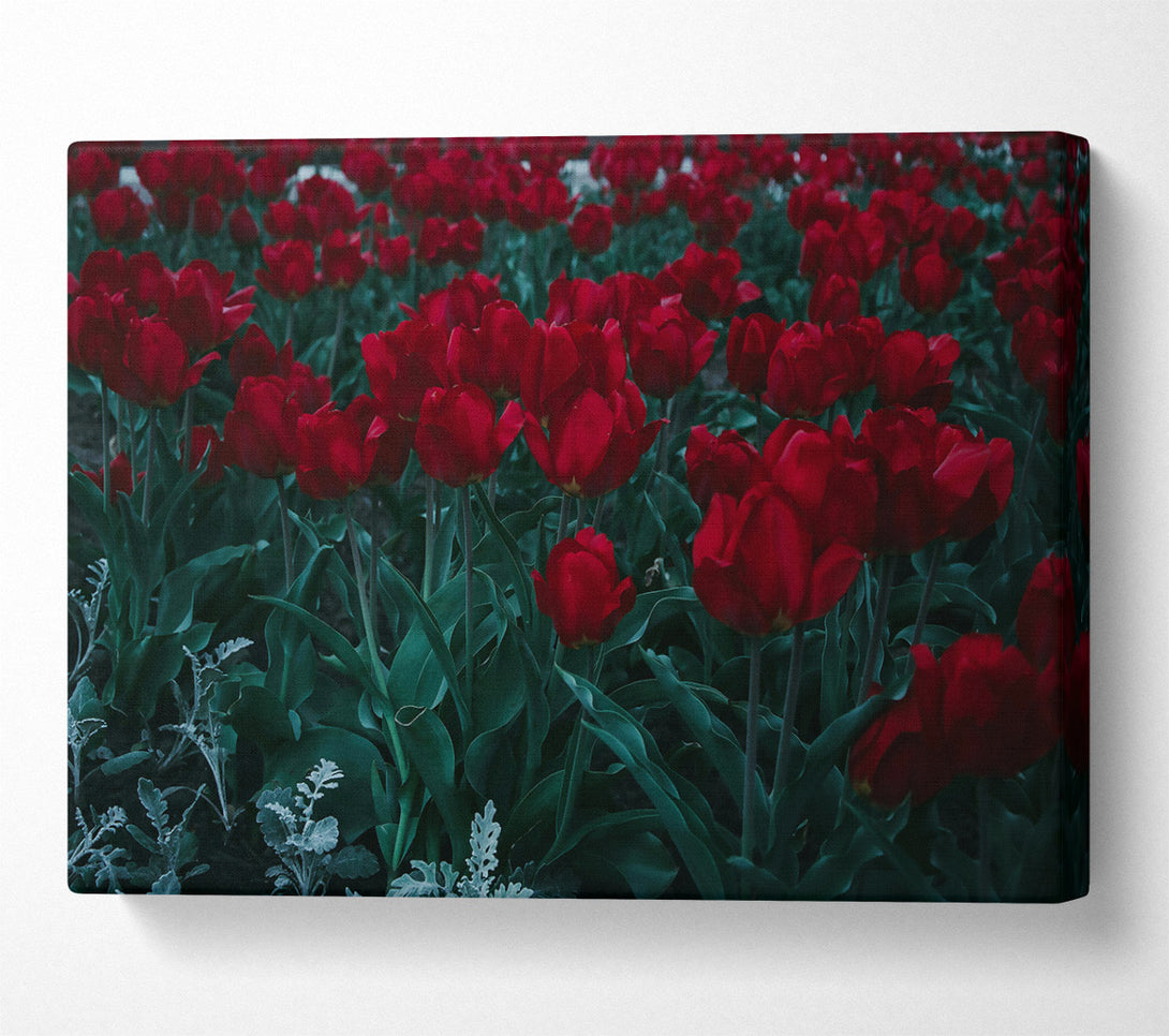  A Canvas Print of Crimson Tulip Field Canvas Art