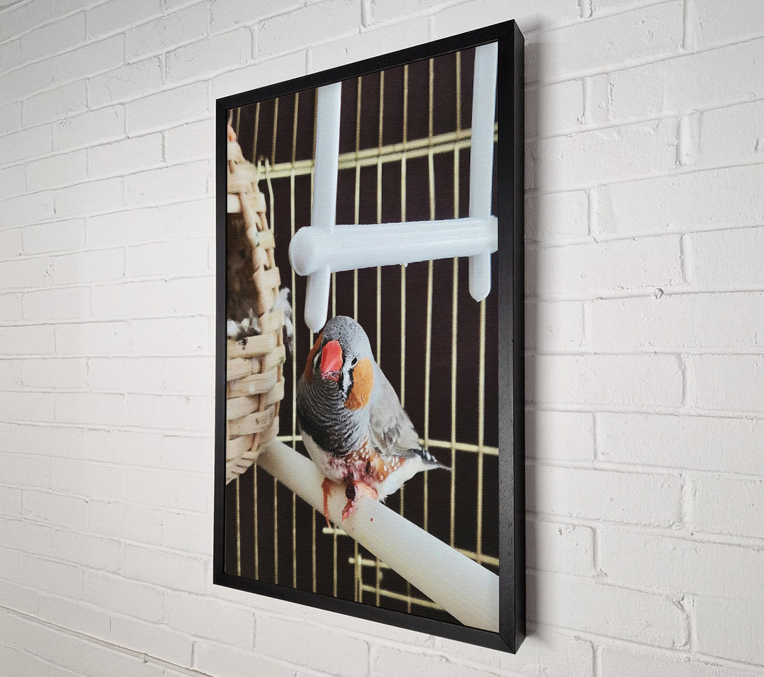  A Canvas Print of Grey Finch On Perch Canvas Print