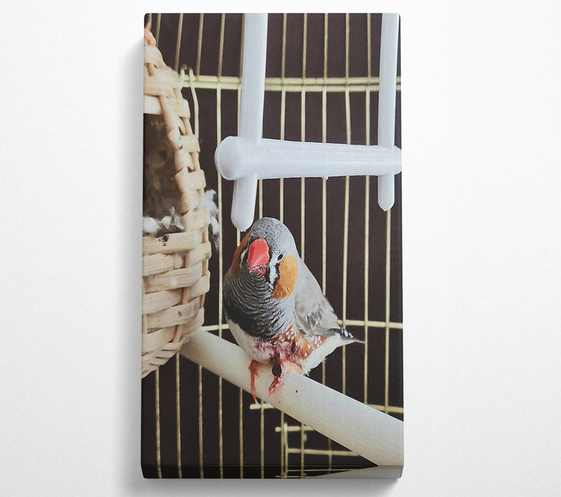  A Canvas Print of Grey Finch On Perch Canvas Print