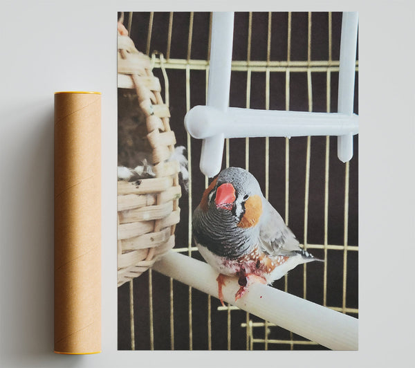 Grey Finch On Perch Print