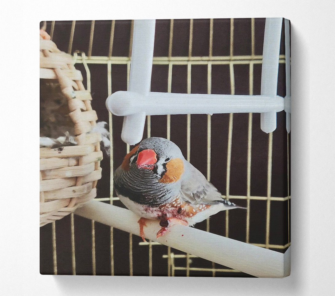  A Canvas Print of Grey Finch On Perch Canvas Print