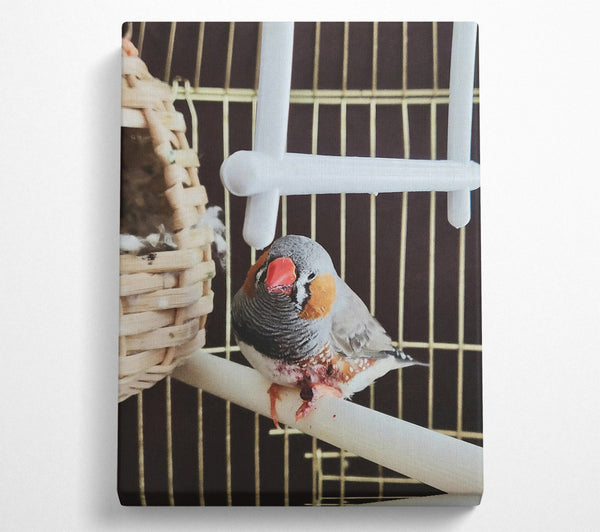  A Canvas Print of Grey Finch On Perch Canvas Print