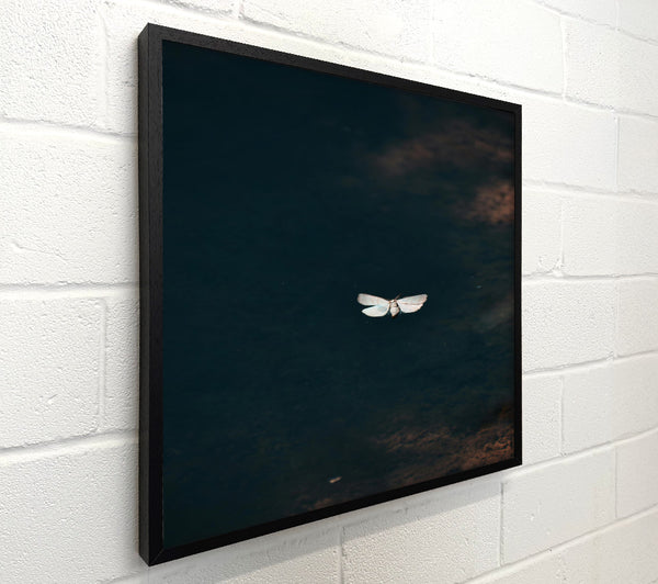 Blue Moth Reflection