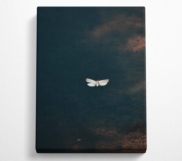 A Canvas Print of Blue Moth Reflection Canvas Print