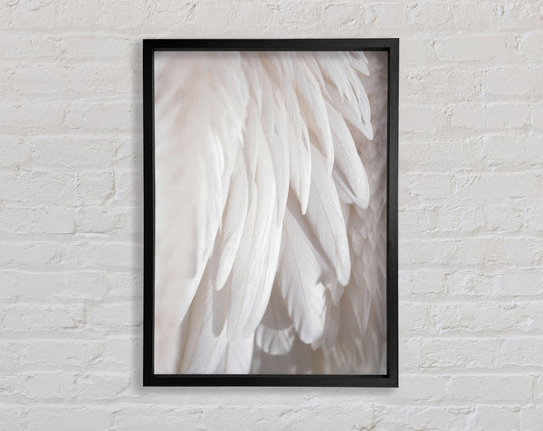 Feathers Close Up Framed Print
