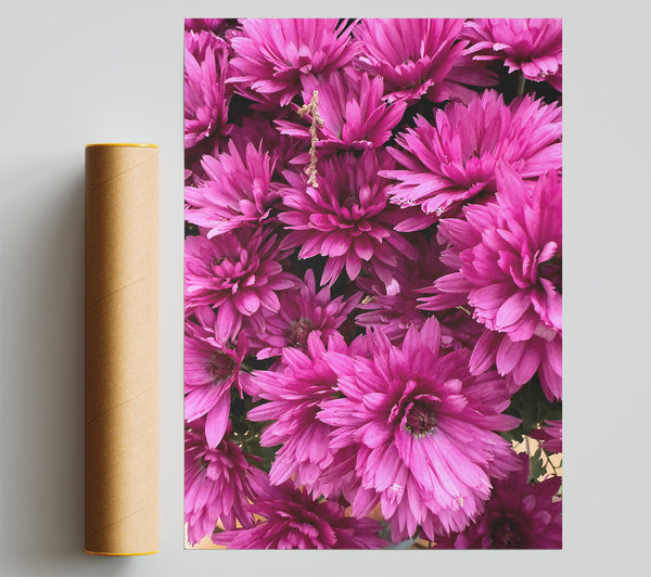 Fuchsia Flower Field Print