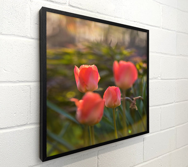 Pink Tulip Sunset Glow