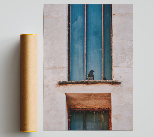 Blue Window Pigeon Print