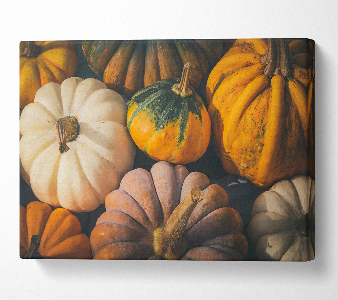  A Canvas Print of White Pumpkin Harvest Canvas Art