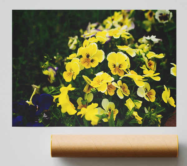 Golden Field Of Bloom Print