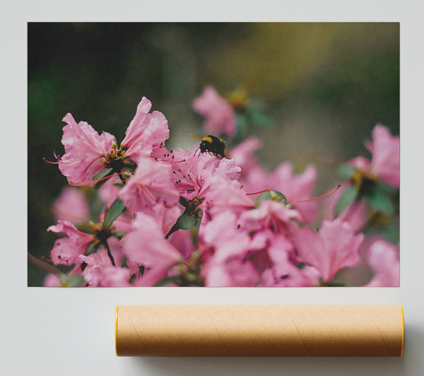 Pink Bumble Bee Bloom Print