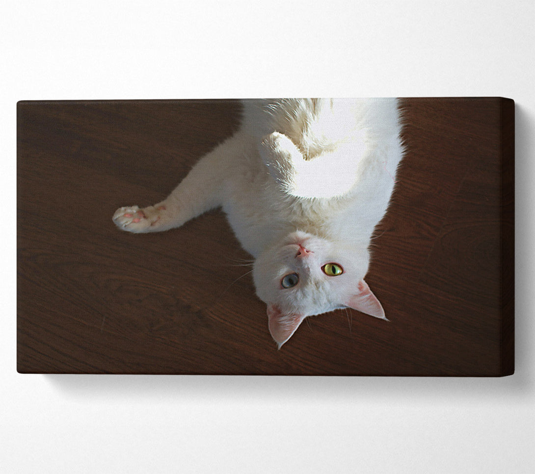  A Canvas Print of White Kitty Upside Down Canvas Wall Art