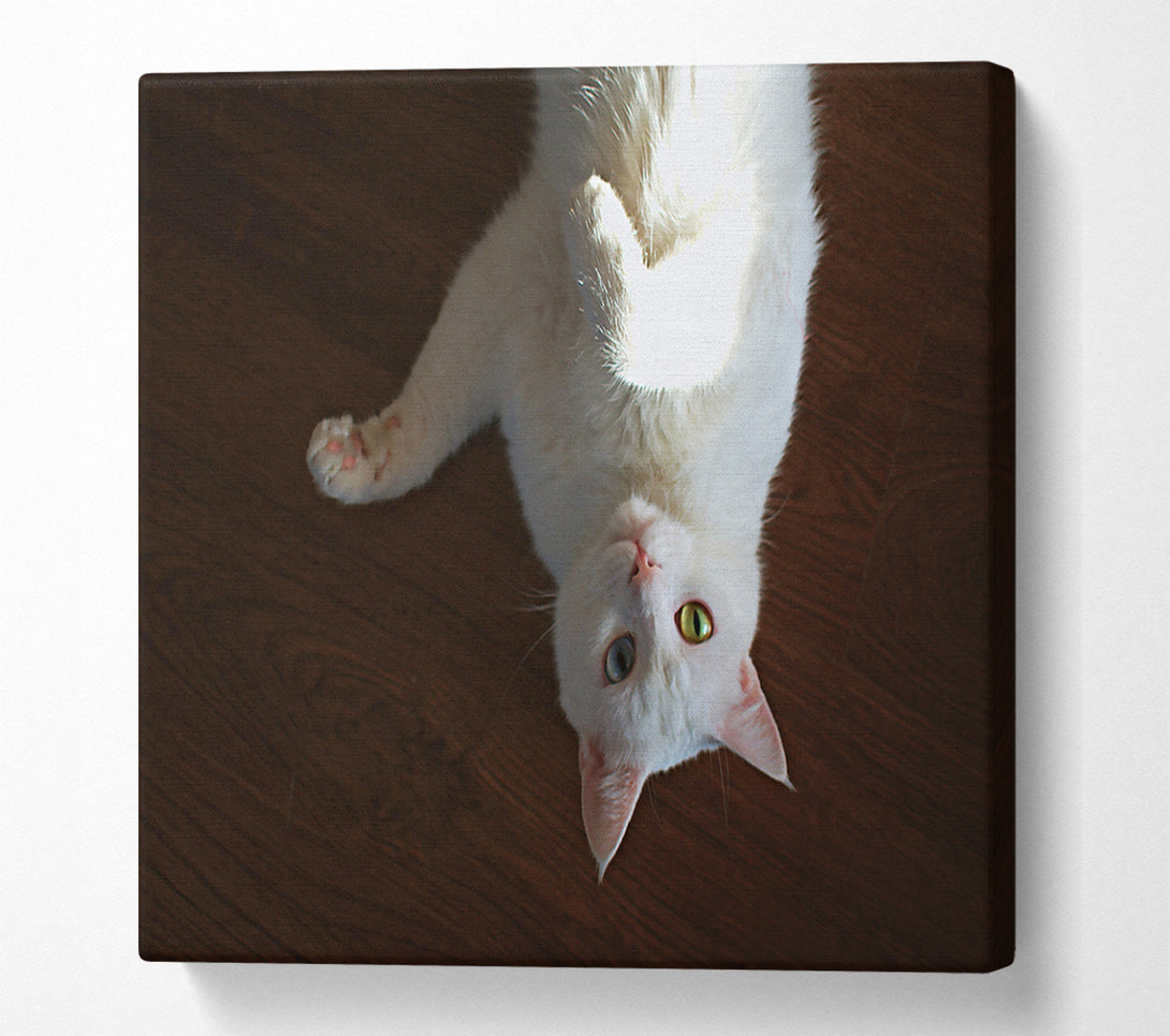  A Canvas Print of White Kitty Upside Down Canvas Wall Art