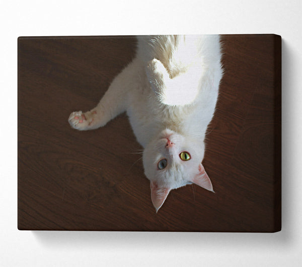  A Canvas Print of White Kitty Upside Down Canvas Wall Art
