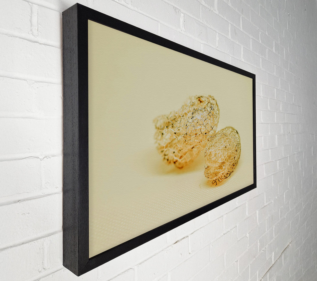  A Canvas Print of Pale Lace Shells Canvas Print