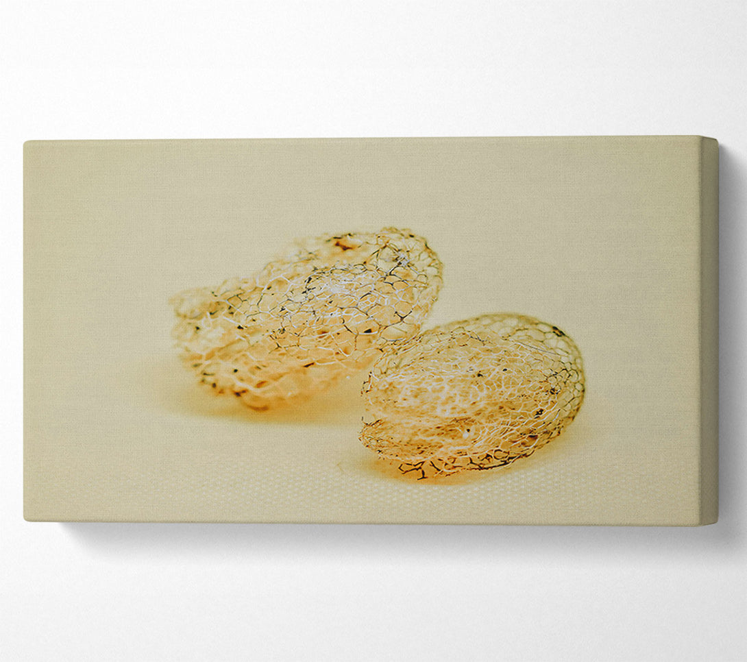  A Canvas Print of Pale Lace Shells Canvas Print