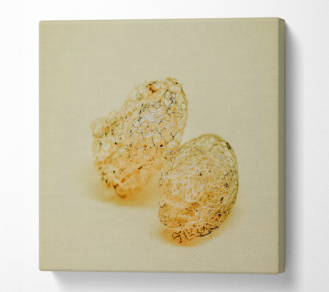  A Canvas Print of Pale Lace Shells Canvas Print