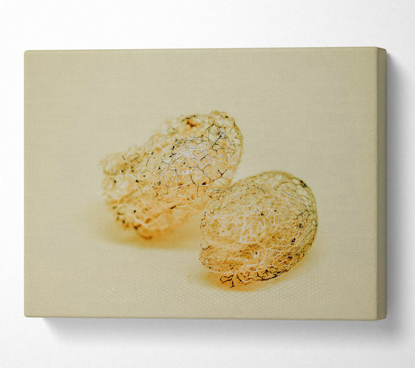 A Canvas Print of Pale Lace Shells Canvas Print