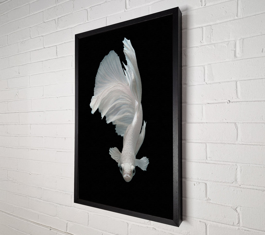  A Canvas Print of Fighter Fish Canvas Wall Art